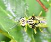 Rhogogaster sp.